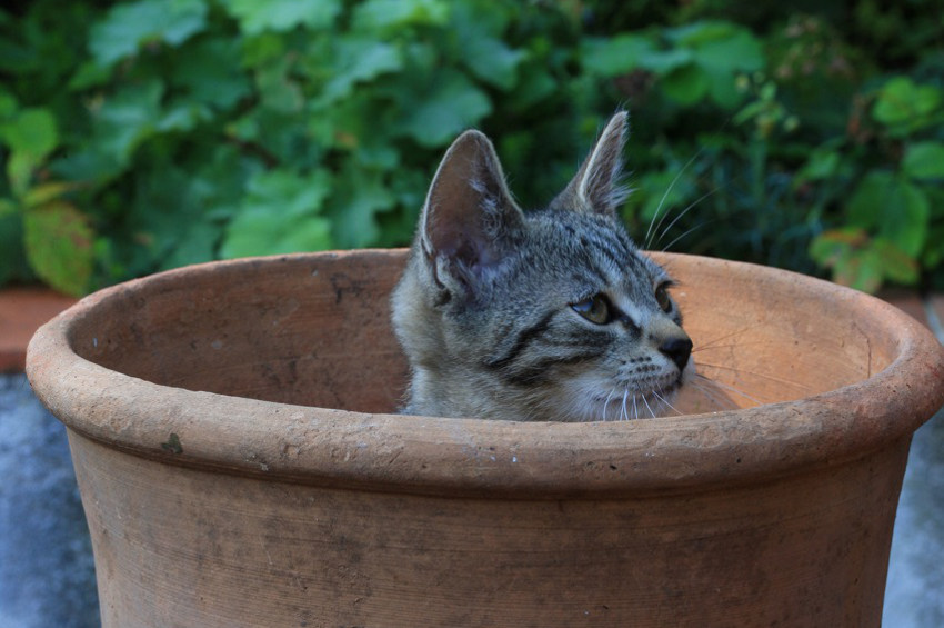 Katze in Veronikas Garten