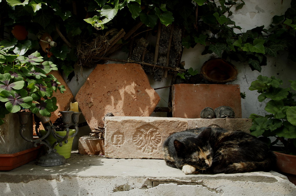 Süße Katze im Garten von Veronika Pitschmann