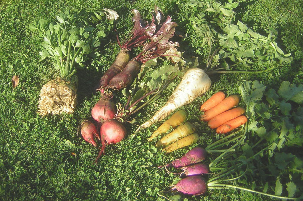 Gemüse aus dem Garten von Veronika Pitschmann