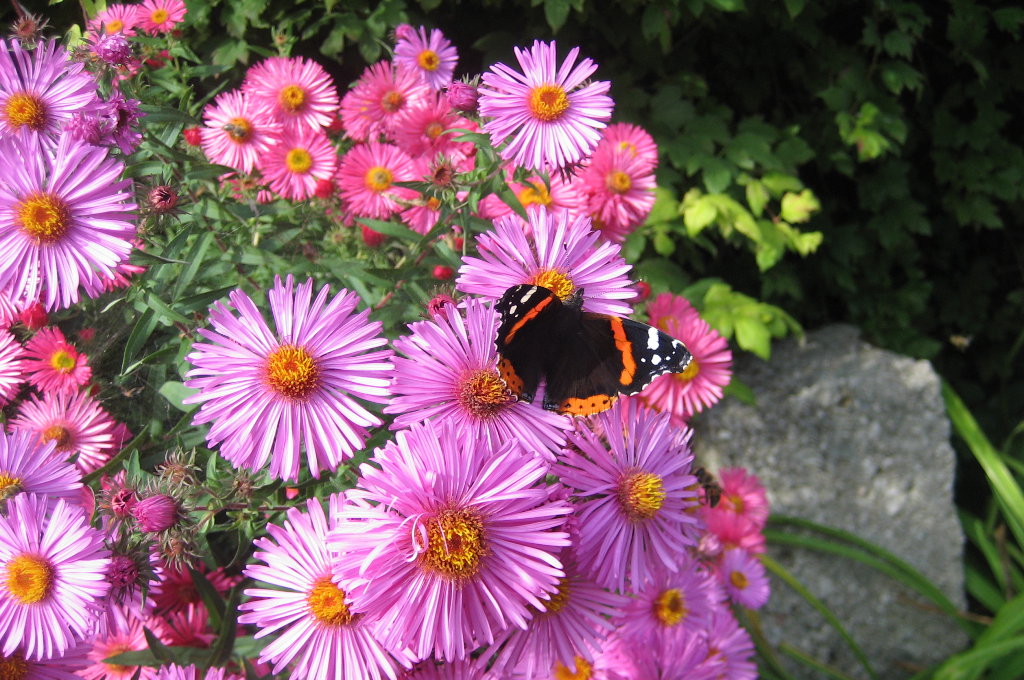 Schmetterling in Veronika Pitschmanns Garten