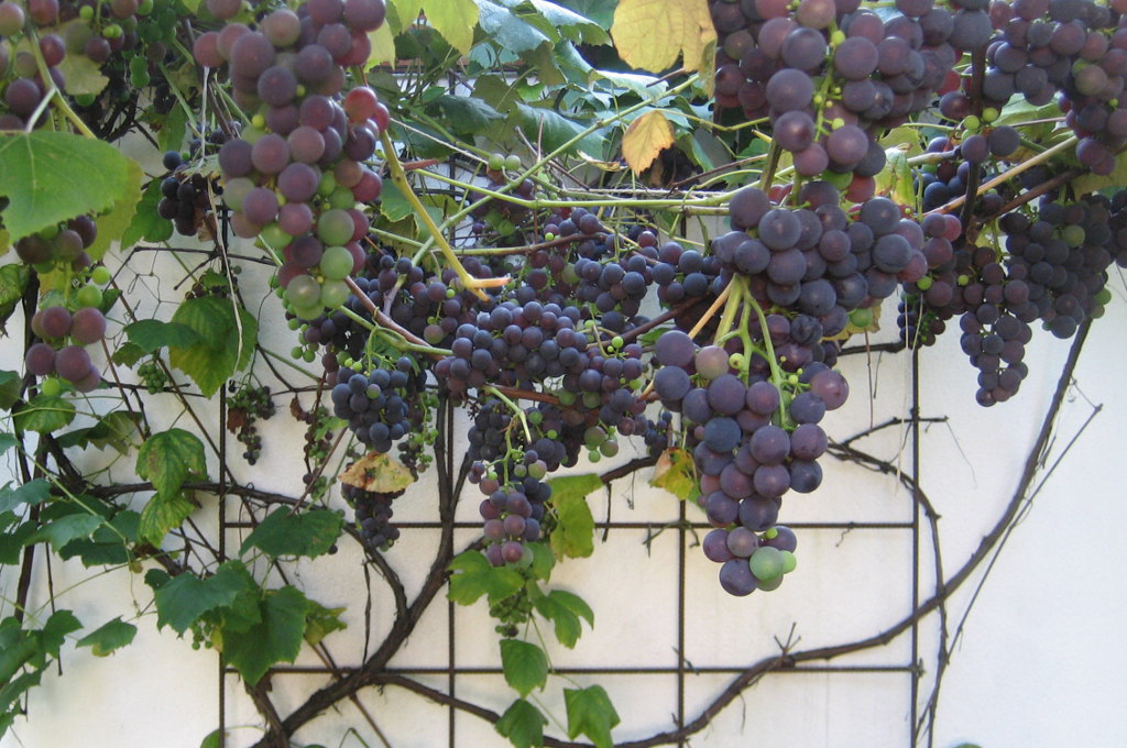 Weintrauben in Veronikas Garten