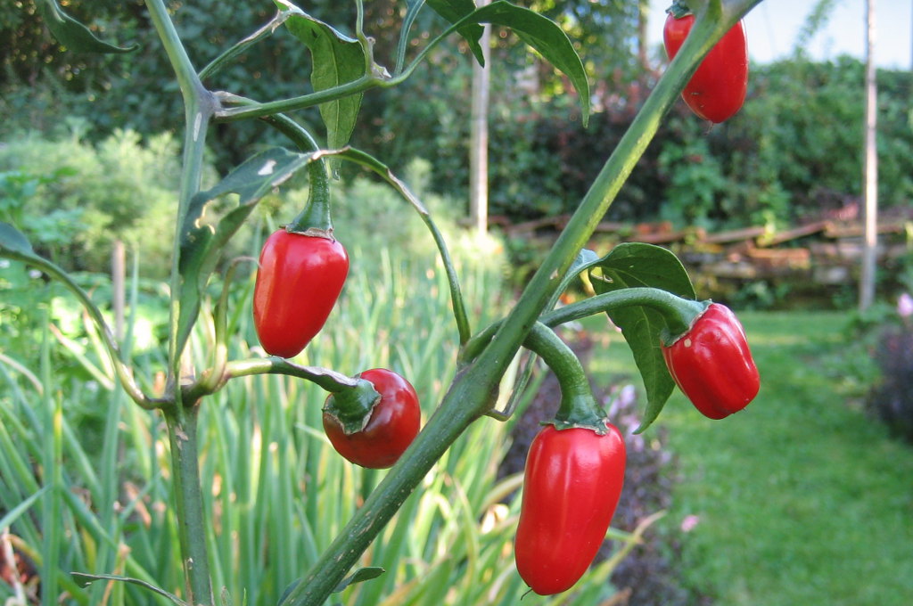 Roter Pfefferoni in Veronika Pitschmanns Garten